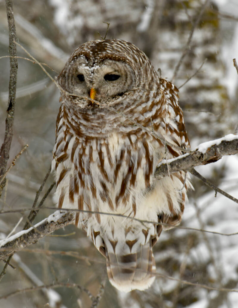owl-7x-standard.jpg