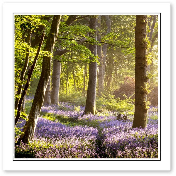 Ref.598 Greetings Card