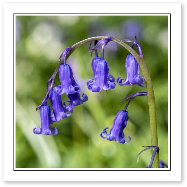 Ref.623 Greetings Card