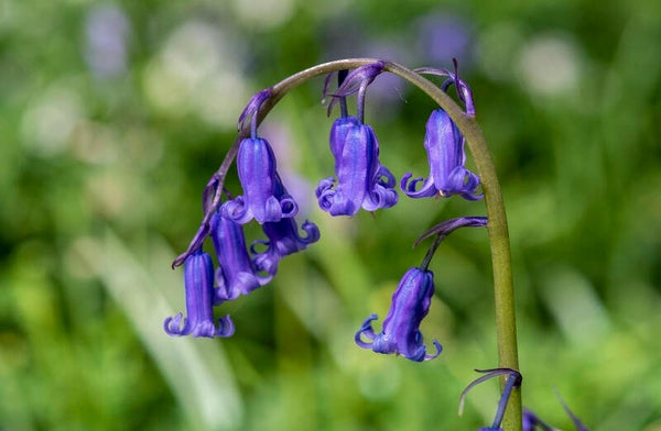 abw 055 Canvas Print