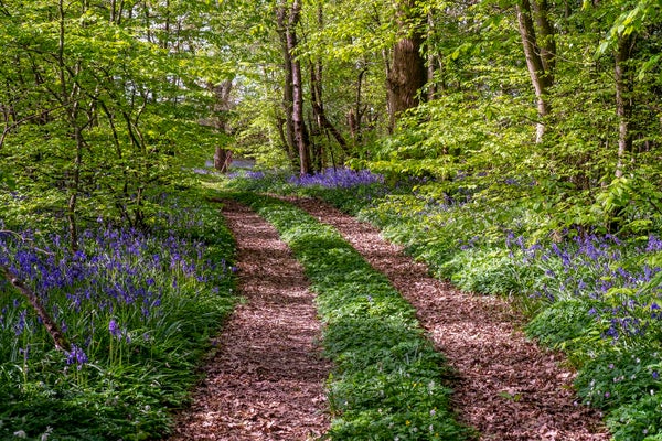 abw 057 Canvas Print