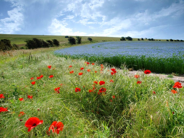 Ref ss001  Poppies at Southease Canvas