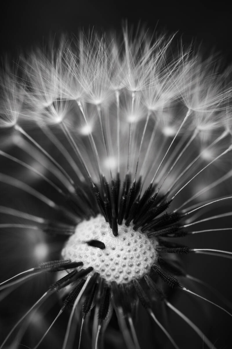 Macrophotographie, aigrette pissenlit, photo noir et blanc