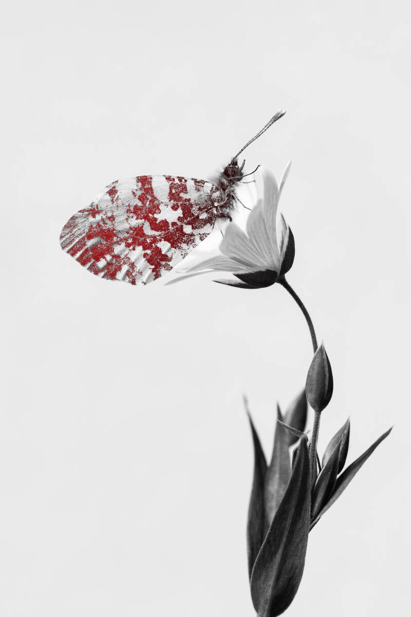 papillon Aurore (Anthocharis cardamines), Fleur Stellaire