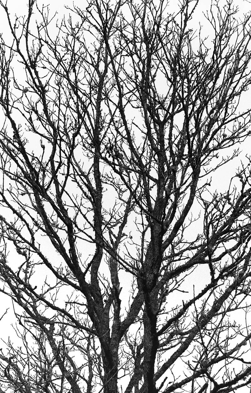 Photographie argentique, Canon 33v, ILFORD HP5 plus 400, Branches d'arbre