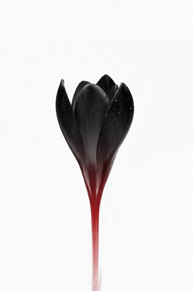 Macrophotographie, fleur Crocus, photo noir et blanc