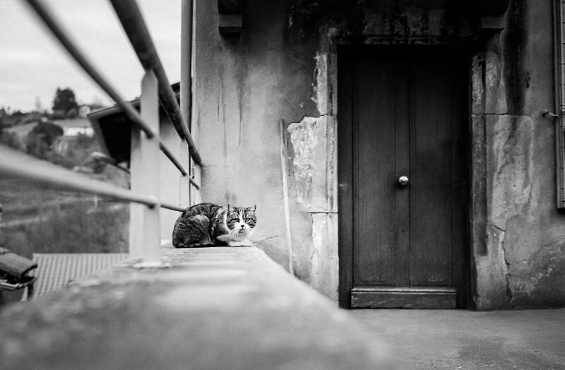 photographie argentique, Minolta X300, Minolta MD 50 mm 1,7, Kodak Tri-X 400, un chat et une porte