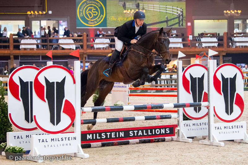 quality gold (vader solid gold z) foutloos op de hengstenkeuring van het belgisch warmbloedpaard - belgian warmblood approved stallion/ Solid Gold