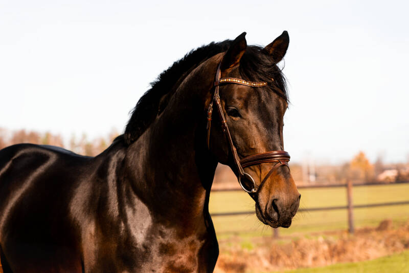 Goedgekeurde hengst Quality Gold (v. Solid Gold Z)