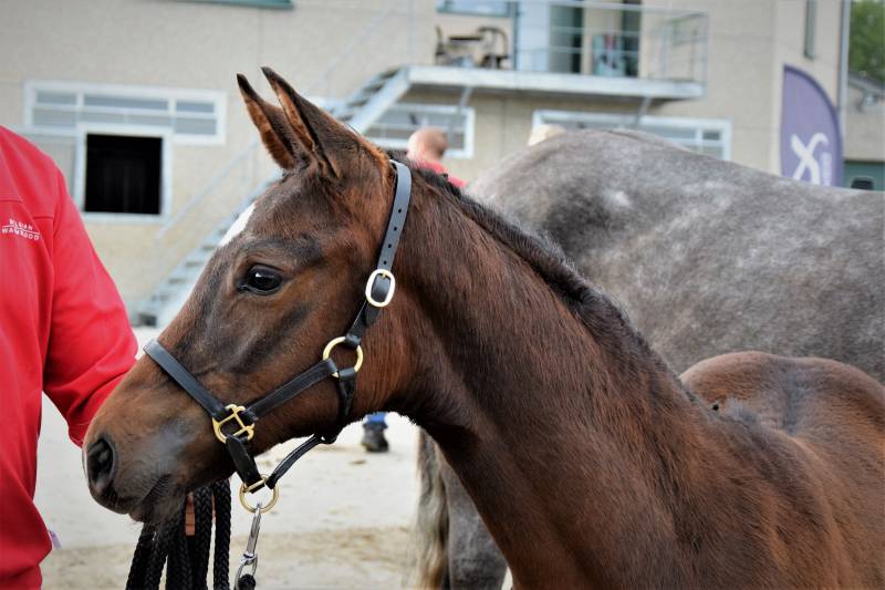 Tip Top Farasohof Contendro Nabab De Rêve jumping stallion springhengst