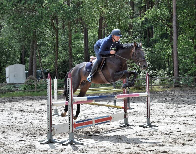 quality gold goedgekeurde dekhengsgt foutloos in de stx jonge paarden wedstrijdSolid Gold