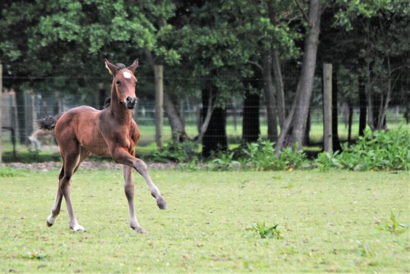 Tip Top Farasohof Contendro Nabab De Rêve jumping stallion springhengst