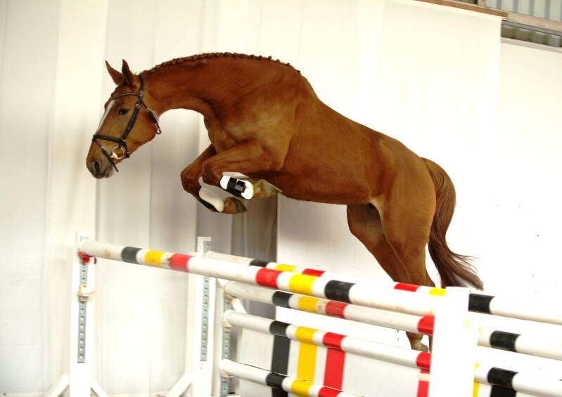 Nustria van het Farasohof (GoldFever van het Heike x Ewout) BWP