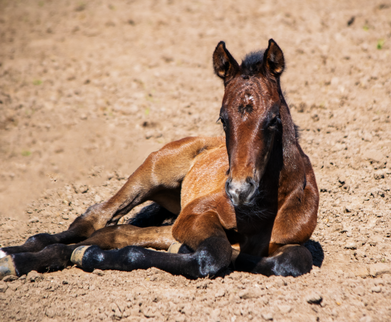 Solid Gold Z: grootvader van deze knappe nakomeling van Quality Gold