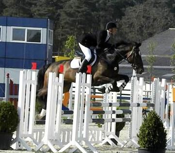 Elias van het Nielerhof (Veni Vidi Vici x Flamenco de Semilly) BWP