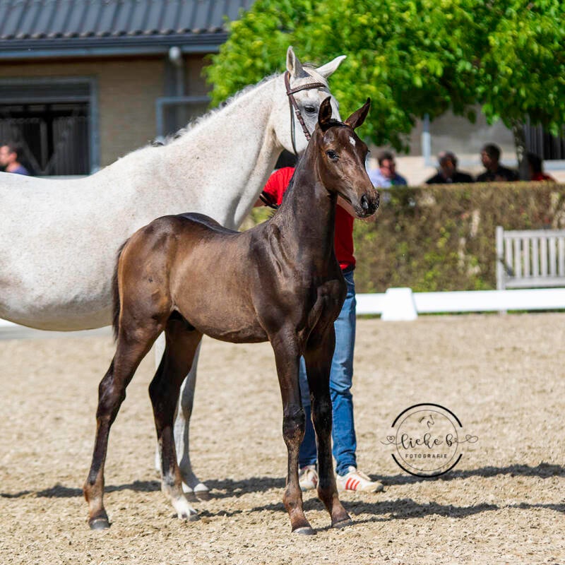 Quality Gold van het farasohof veulen