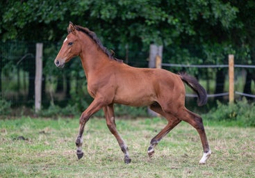 hengstveulen te koop