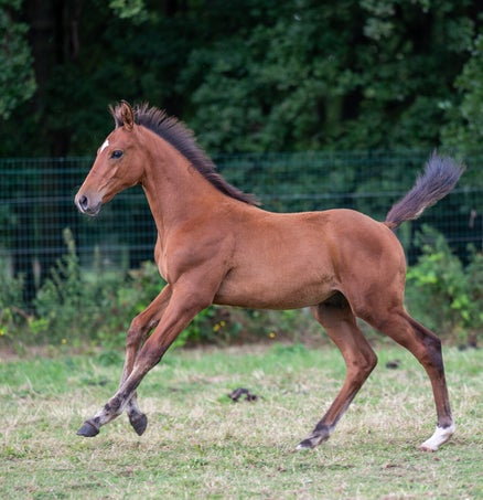 Pimpernel van het Farasohof