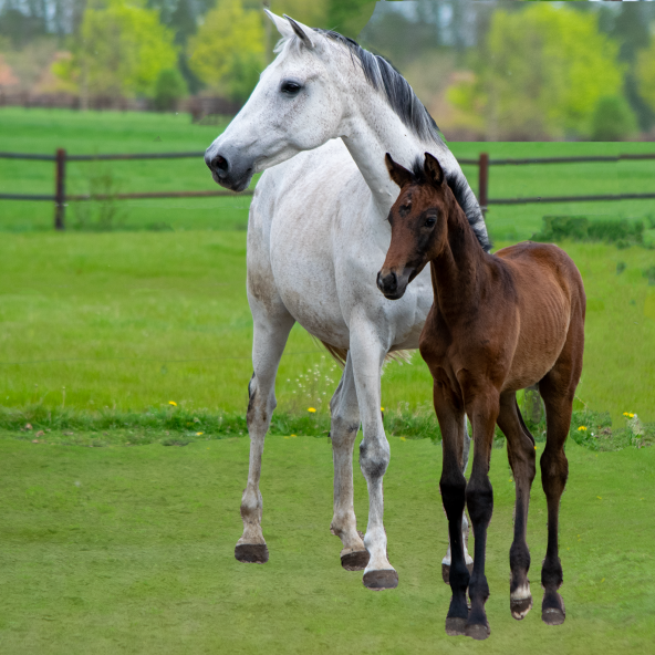 veulen Caritano Z Solid Gold