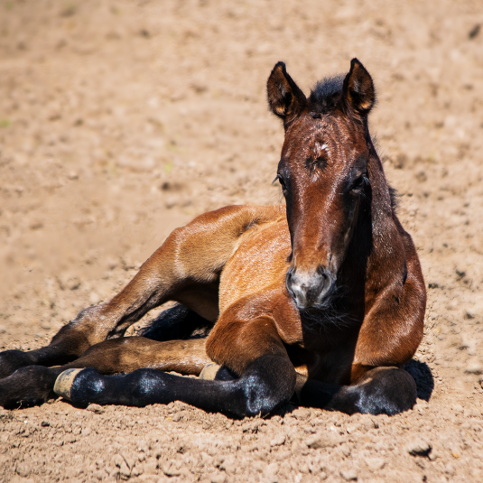 veulen Caritano Z Solid Gold