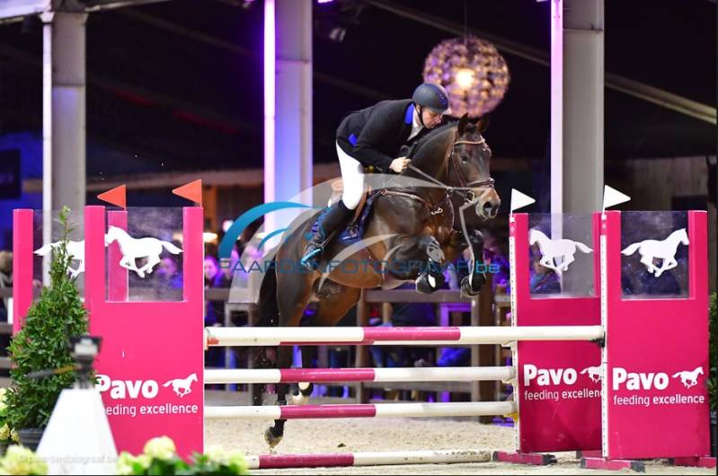 quality gold foutloos in de pavo hengstencompetitie / approved stallion/ Solid Gold