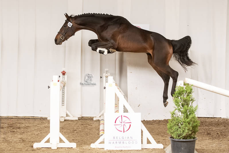 Quality Gold van het Farasohof Breeding stallion BWP en AES gekeurde springhengst