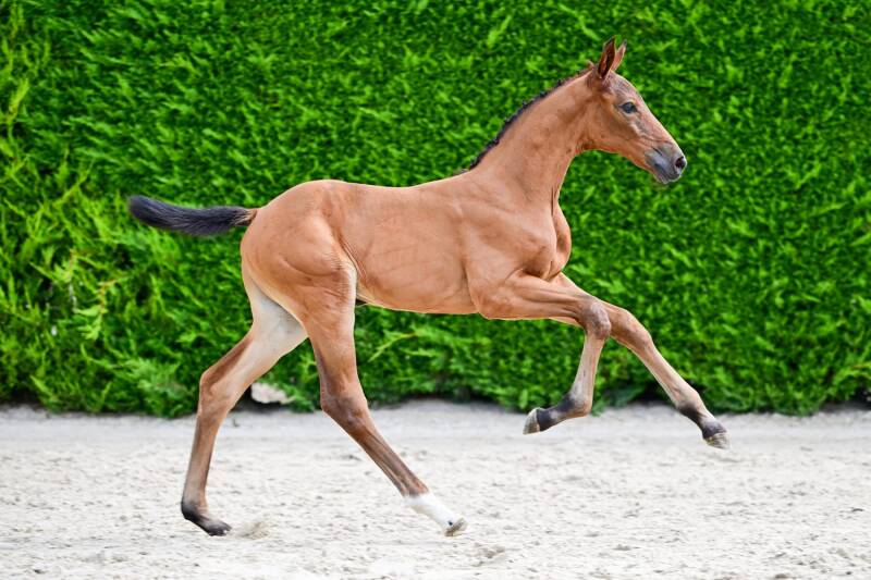 te koop BWP Elite Auction