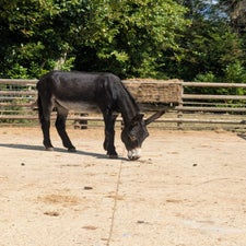 donkey-1-standard-qa7yr4.jpg