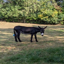 donkey-2-standard-3dtjig.jpg