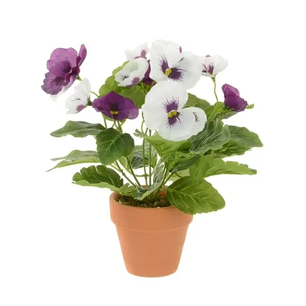 Potted Pansy 30cm