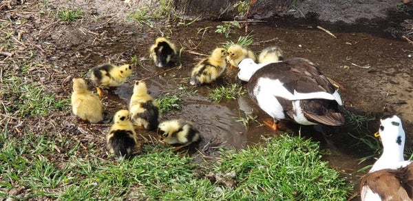One Dozen Call Duck Hatching Eggs, with extras