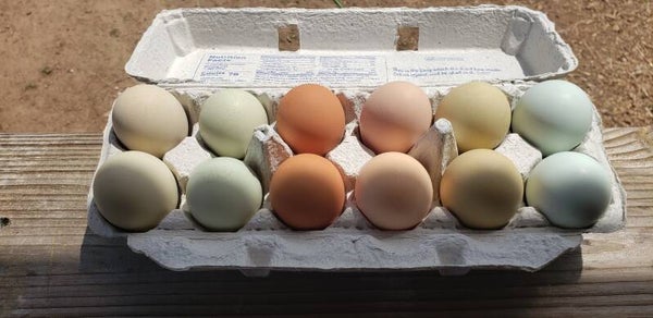 Fibro, Easter, and Olive Egger Hatching Egg Assortment