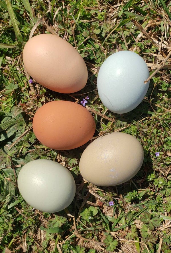 Easter and Olive egger hatching egg assortment