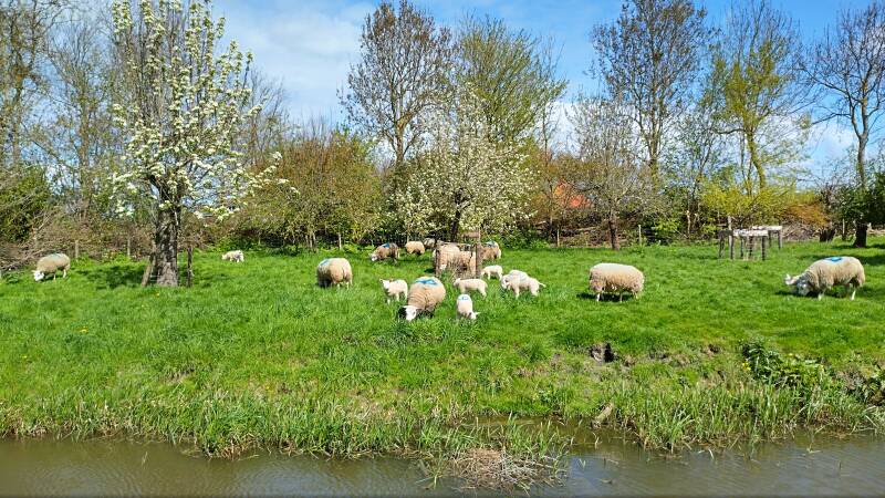 schapen-met-lammeren