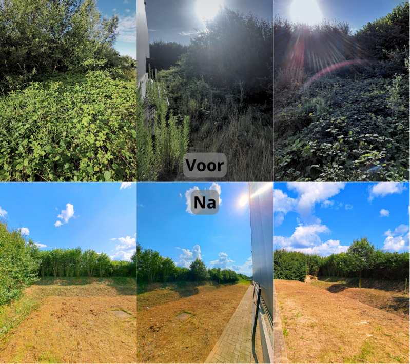 4-voor_na-wildgroei-standard.png