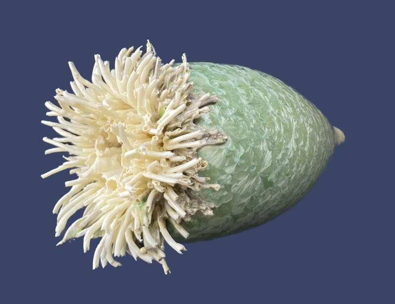 anthomare12-standard.jpg