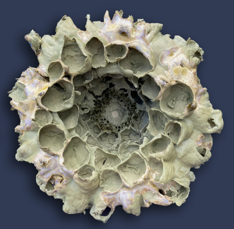 anthomaren-14-standard-69c30m.png