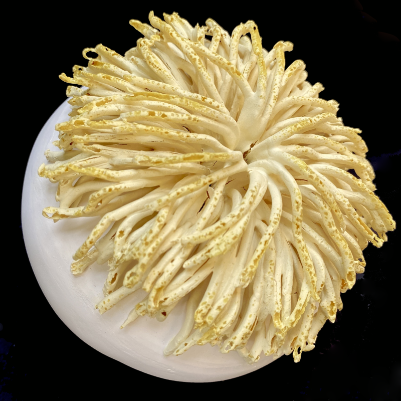 anthomaren-17-standard-pj6c1y.png