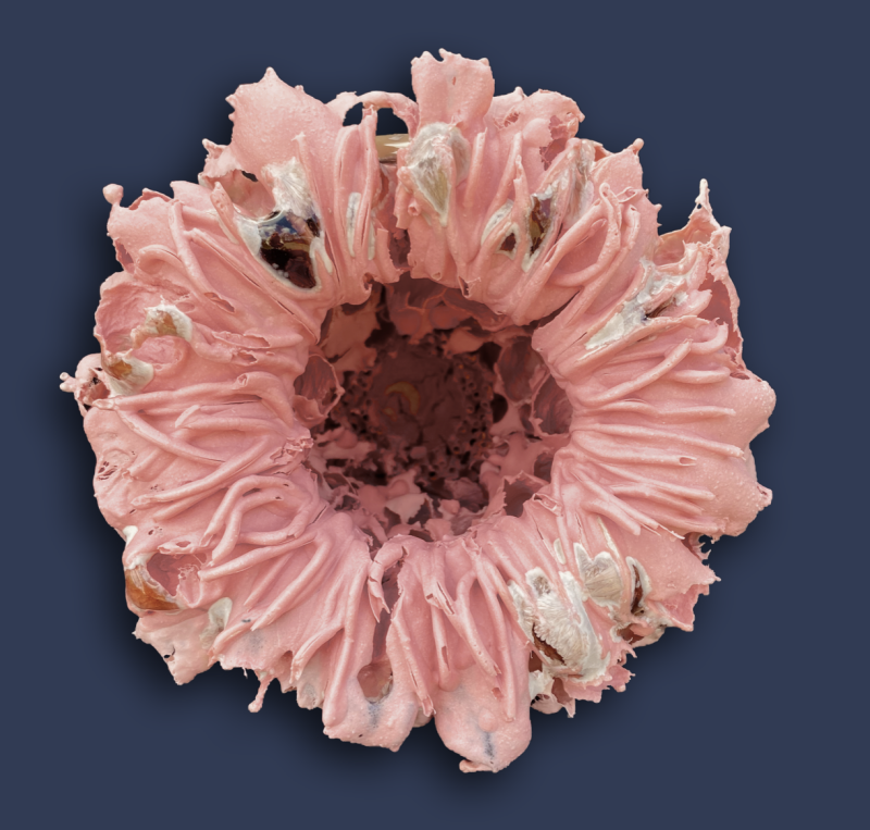 anthomaren-2-standard-xhr2xe.png