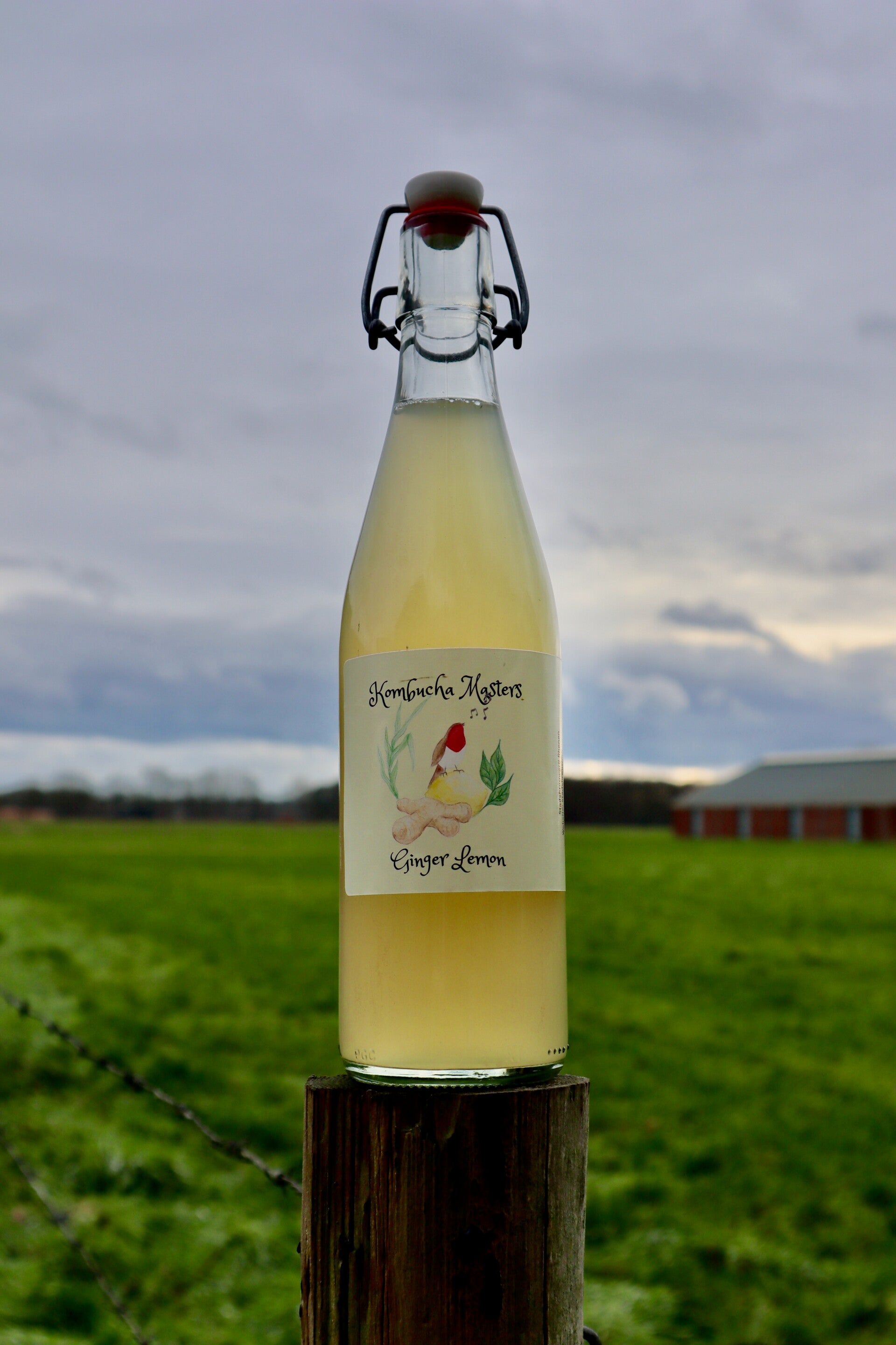 Ginger-Lemon Kombucha (0.5 liter)