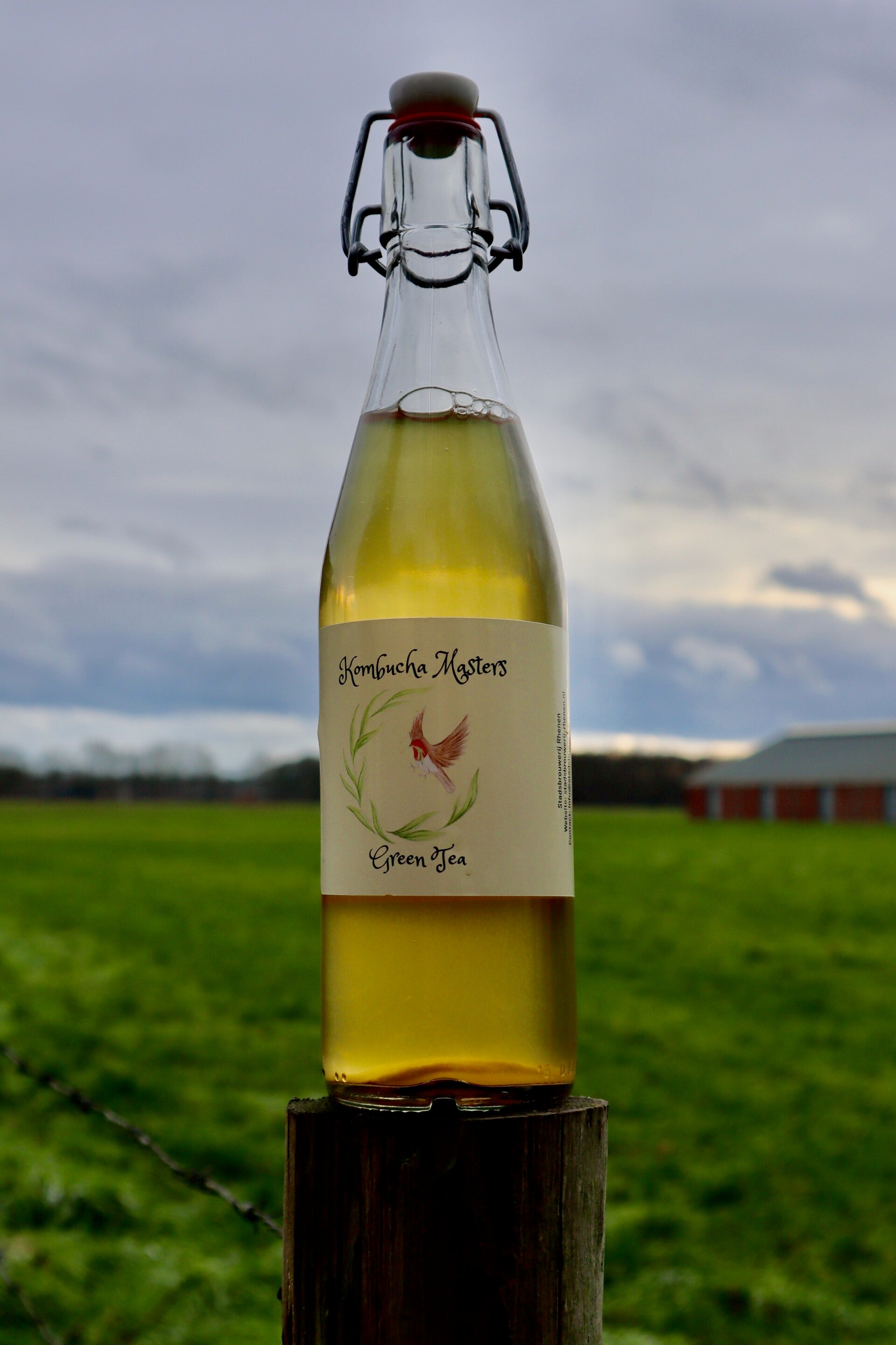 Groene Thee Kombucha (0.5 liter)