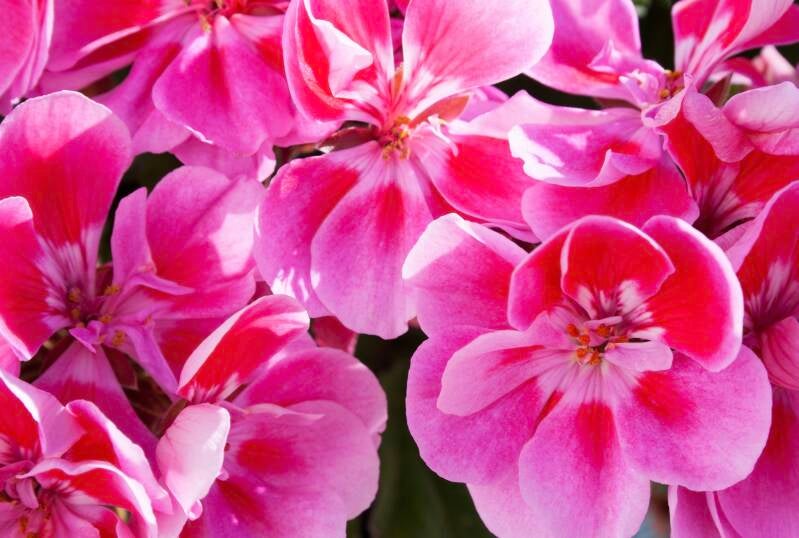 géranium rosat : soin de la peau, régénération, équilibre émotionnel