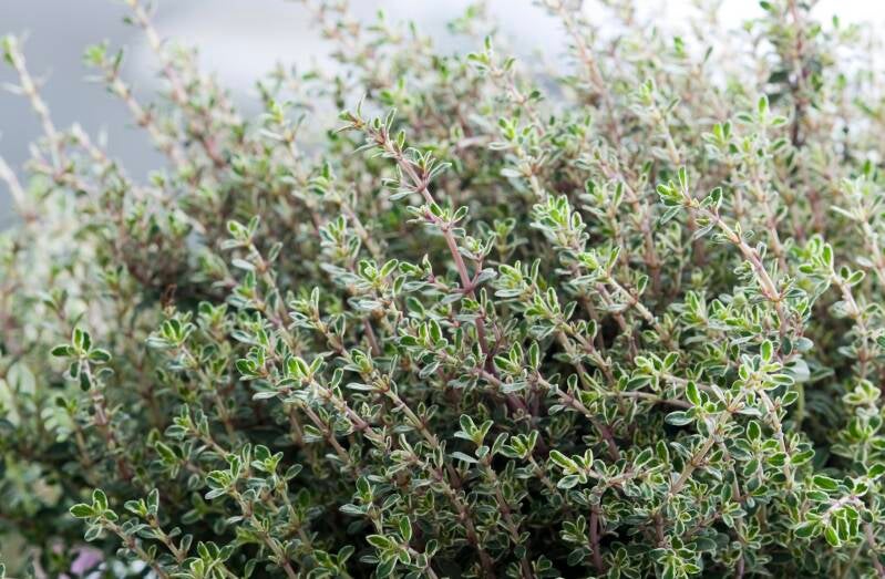 Synergie thym, romarin et eucalyptus – mélange vivifiant et purifiant pour la maison.