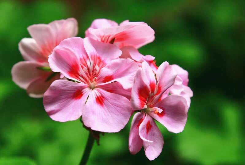 fleurs de géranium rosat fraîches posées sur fond naturel : beauté et régénération cutanée