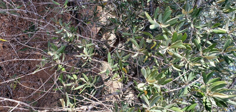 Snoeien van binnenuit, want als het &quot;hart&quot; schoon is, kan de Zo(o)n erin schijnen!
