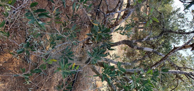 Een schoon hart, klaar voor ontvangst. Snoeien van de olijfbomen, als je erover na gaat denken ben ik profetisch bezig.