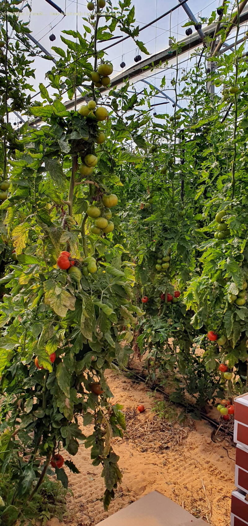  Rode tomaten, of die al een beetje rood zijn, want ze kleuren bij in de verpakking