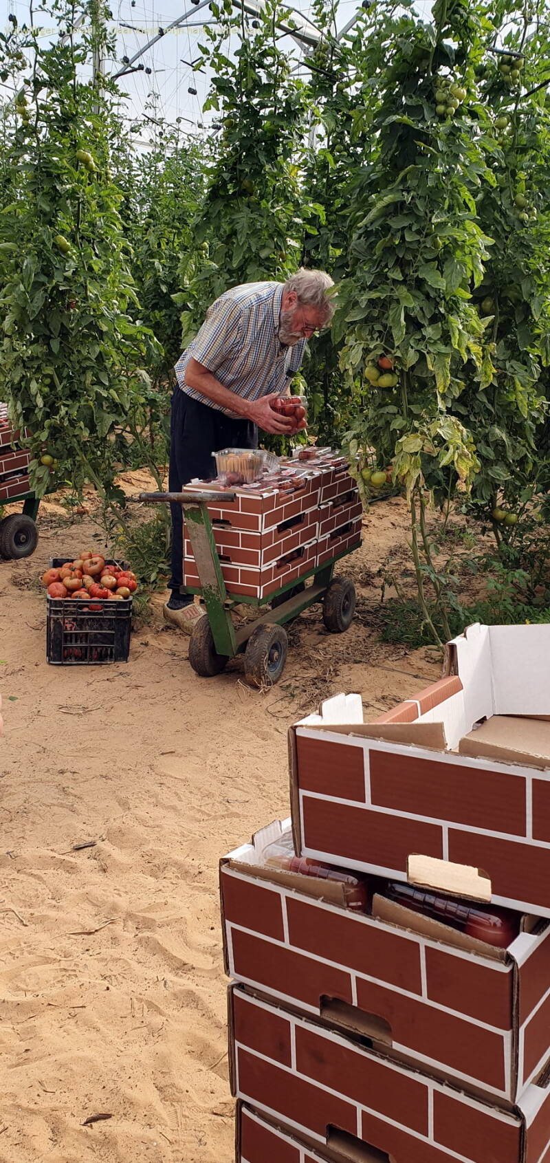  Dozen vouwen, tomaten plukken en verpakken, of het een lieve lust is!