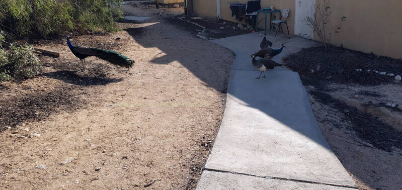  Pauwen lopen hier los.