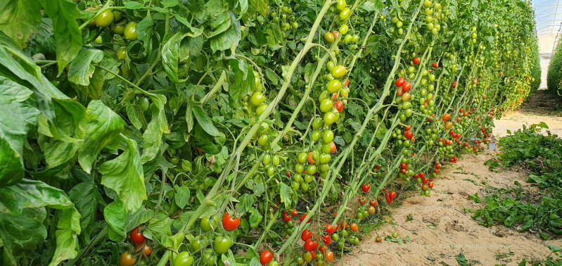 We gaan tomaten opsnoeien, leuk!